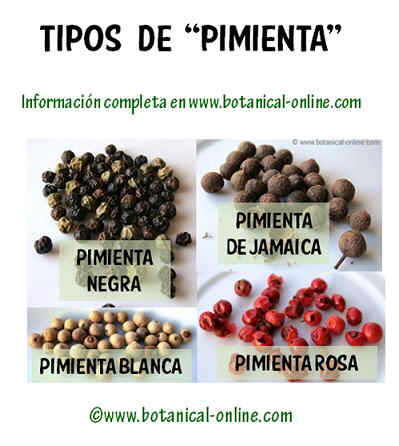 Diferencias entre pimienta negra y blanca