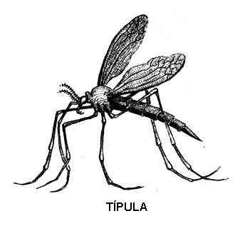 tipula