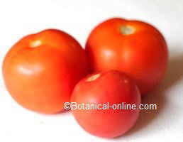 tomates