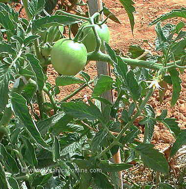 tomatera