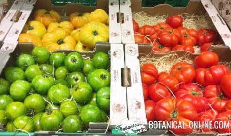 tomates colores distintos