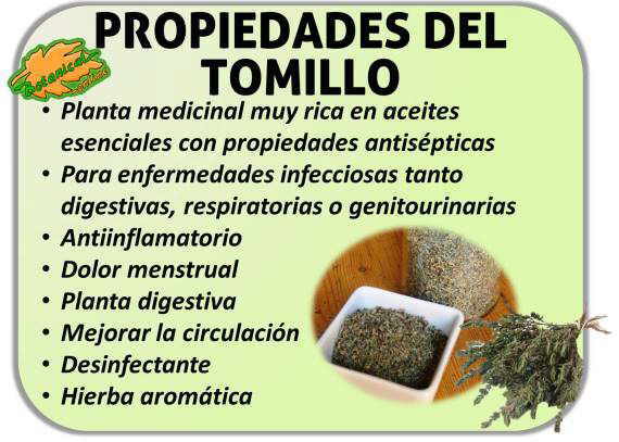 propiedades del tomillo beneficios thymus vulgaris