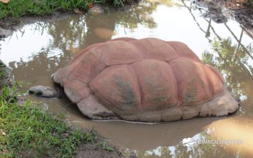 Tortuga de Aldabra