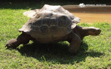 Tortuga gigante de las Galápagos