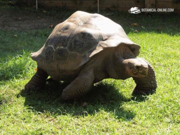 Tortuga gigante de las Galápagos