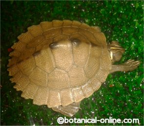 tortuga con ojos hinchados