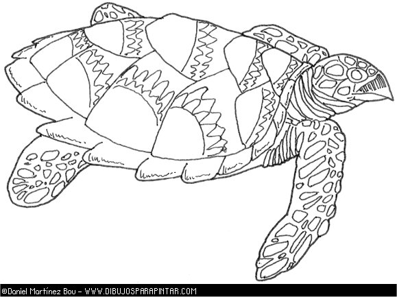 Dibujo tortuga marina