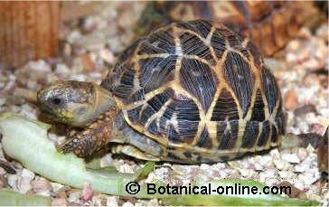 tortuga comiendo