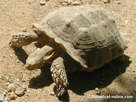 Tortuga sulcata