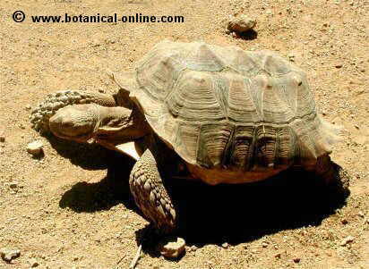 Tortuga sulcata