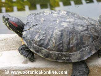 Tortuga de Florida