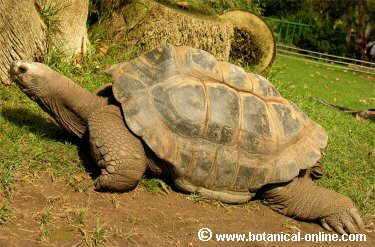 tortuga gigante 2