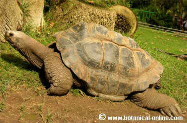 Tortuga gigante