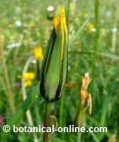 tragopogon pratensis