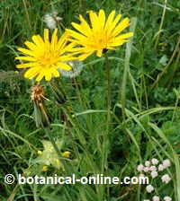 tragopogon pratensis