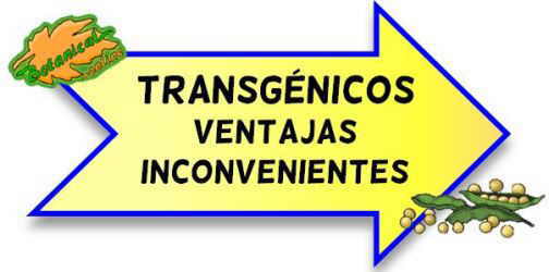 transgenicos