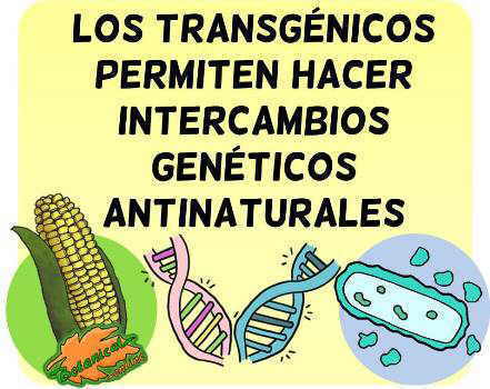 transgenicos debate definicion antinatural y peligros