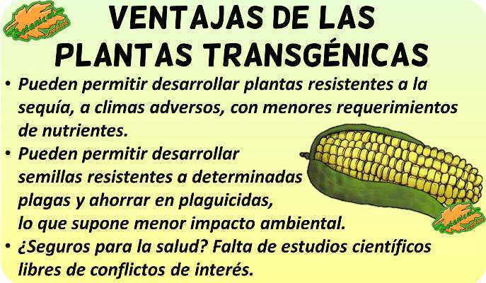 transgenicos buenos beneficios ventajas debate