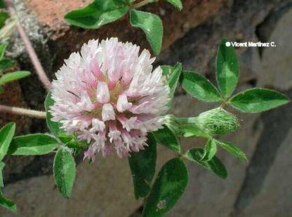 Trebol, flores y hojas