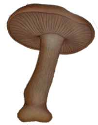 tricholoma nudum