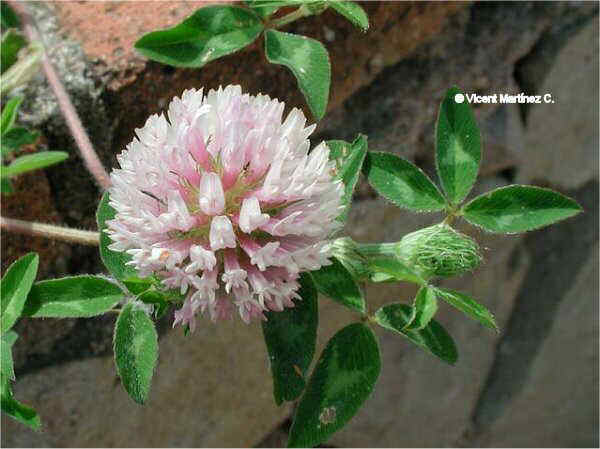 trifolium pratense