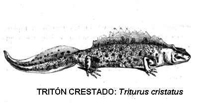 tritón crestado