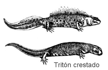 Tritón crestado