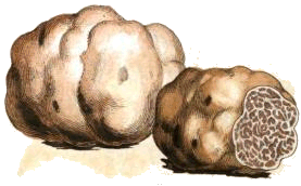 tuber