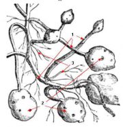 Tipos de tubérculos comestibles – Botanical-online