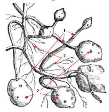 Tipos de tubérculos comestibles – Botanical-online