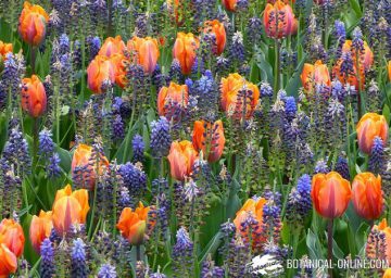 tulipanes jardin nazareno