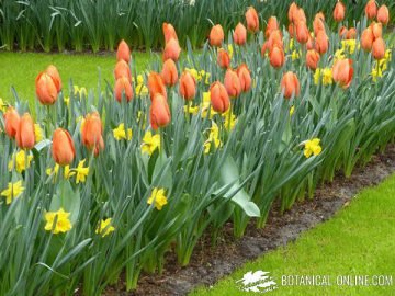 plantar tulipanes y narcisos