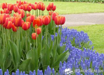 jardin de tulipanes y nazarenos