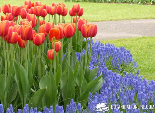 tulipanes jardin keukenhof