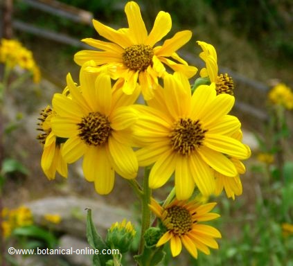 Alcachofa de Jerusalen flor