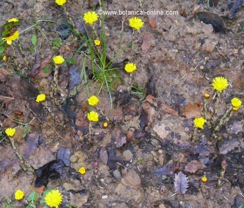 Flores de tusilago