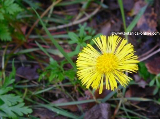 Fotografía de flor de tusílago