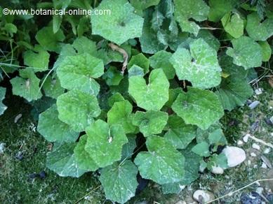 coltsfoot