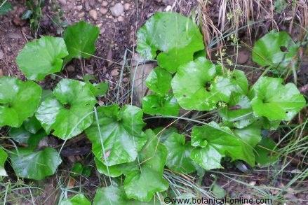 coltsfoot