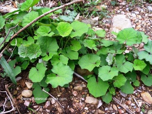 Fotografía de planta de farfara