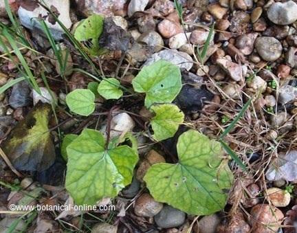 coltsfoot