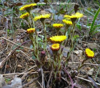 coughwort