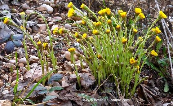 Fotografía de planta de farfara con flor