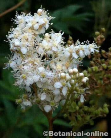 Filipendula ulmaria