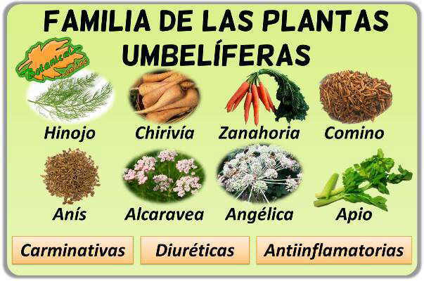 plantas umbeliferas propiedades beneficios anetol