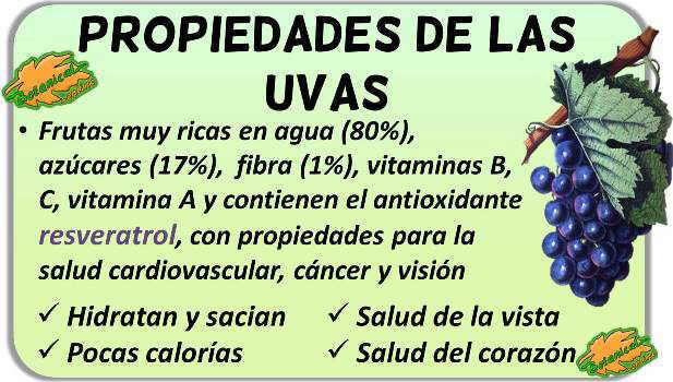 Propiedades medicinales y beneficios de las uvas, vitis vinifera