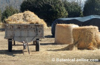 Paja para vacas