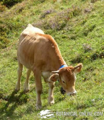 vaca vacuno pastando ternera