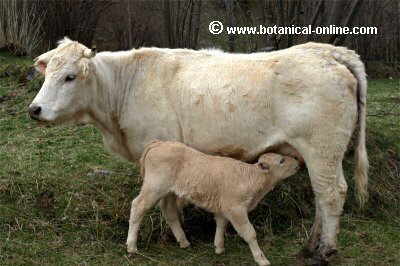 Cría de vaca mamando