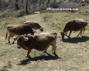 Vacas de carne